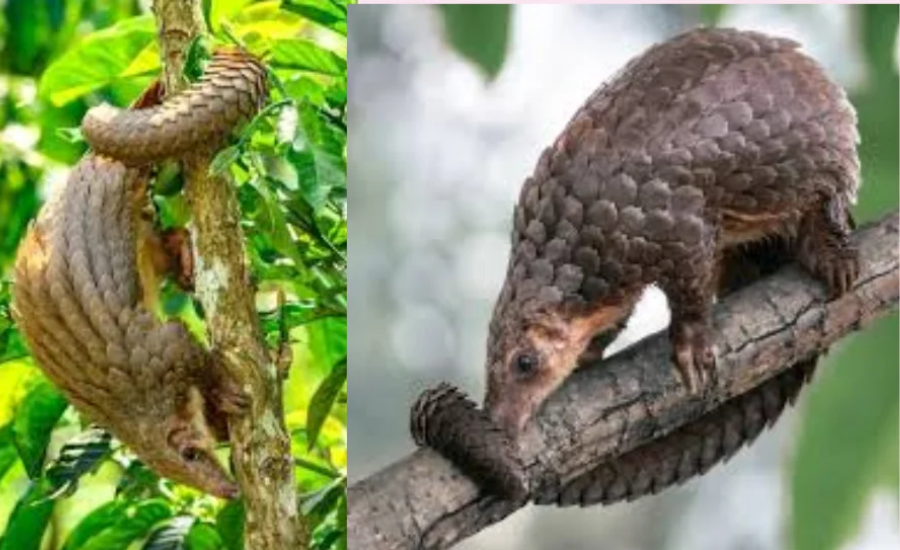 pangolin passage teas test